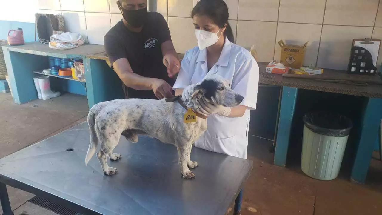 Jovem escuta choro de cachorro e flagra homem abusando do animal no meio da rua