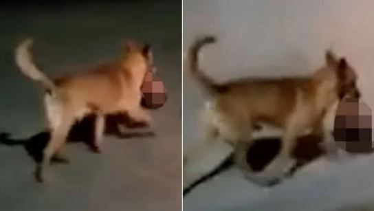 Cachorro é visto carregando cabeça humana decapitada pelas ruas