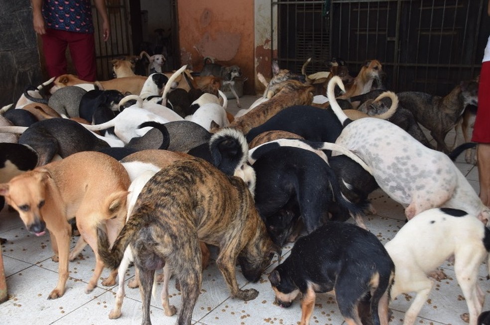 Justiça obriga retirada de cães de residência de idosa