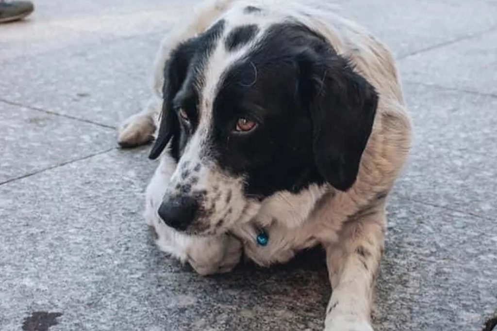 Cãozinho vira ‘guarda de trânsito’ ao ajudar crianças a atravessar