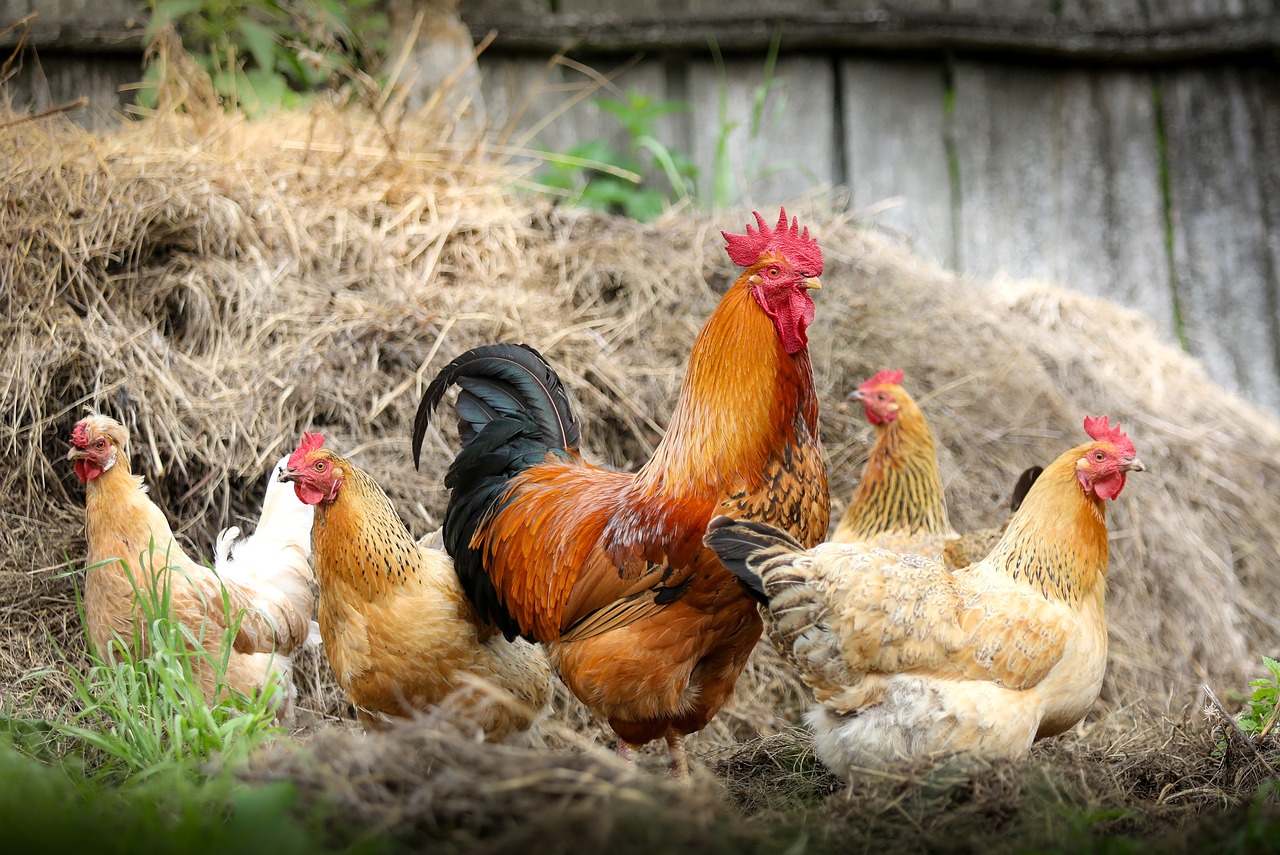 Brasil confirma primeiros casos de gripe aviária em aves silvestres