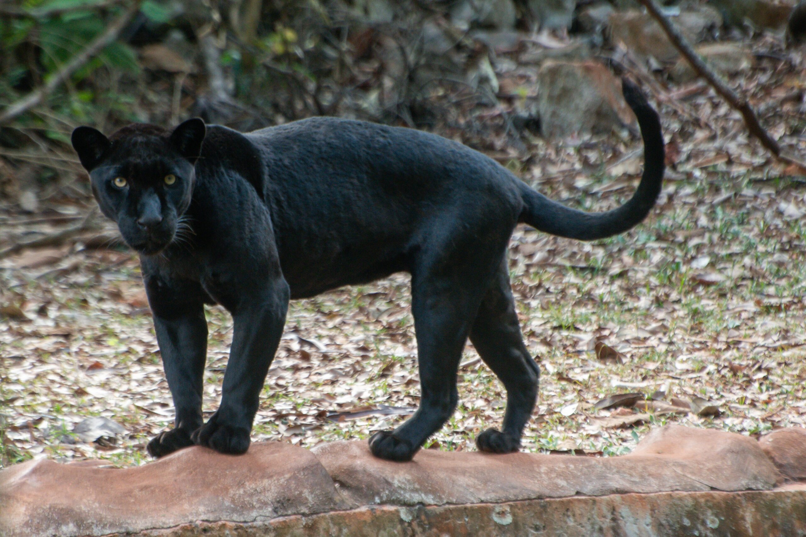 Parque Zoobotânico Vale comemora 37 anos com concurso de fotos