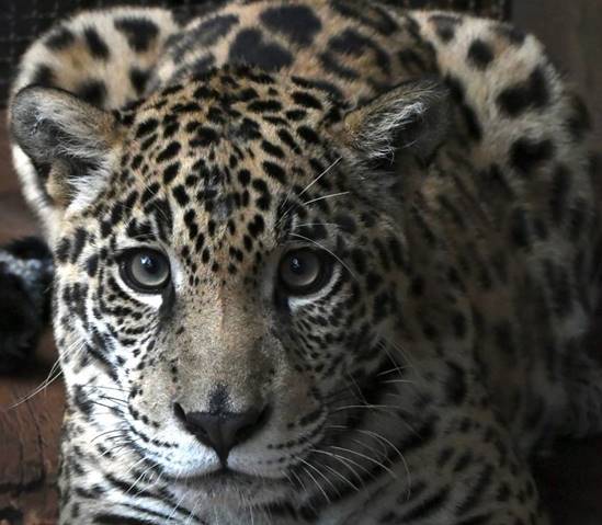 Onça-pintada: Parque Zoobotânico Vale tem novo residente