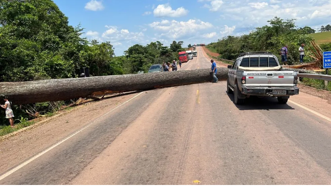 Pará volta a ter interdição na BR-163 na mesma cidade onde árvore em risco de extinção foi derrubada