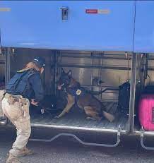 Cão de faro da PRF encontra 10 KG de maconha sendo transportados por passageira no Pará