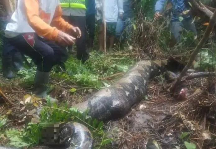 Mulher de 54 anos é engolida por píton de quase 7 metros na Indonésia