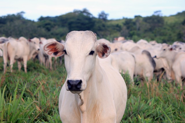 Com exportação suspensa preço da carne pode baixar no Brasil?