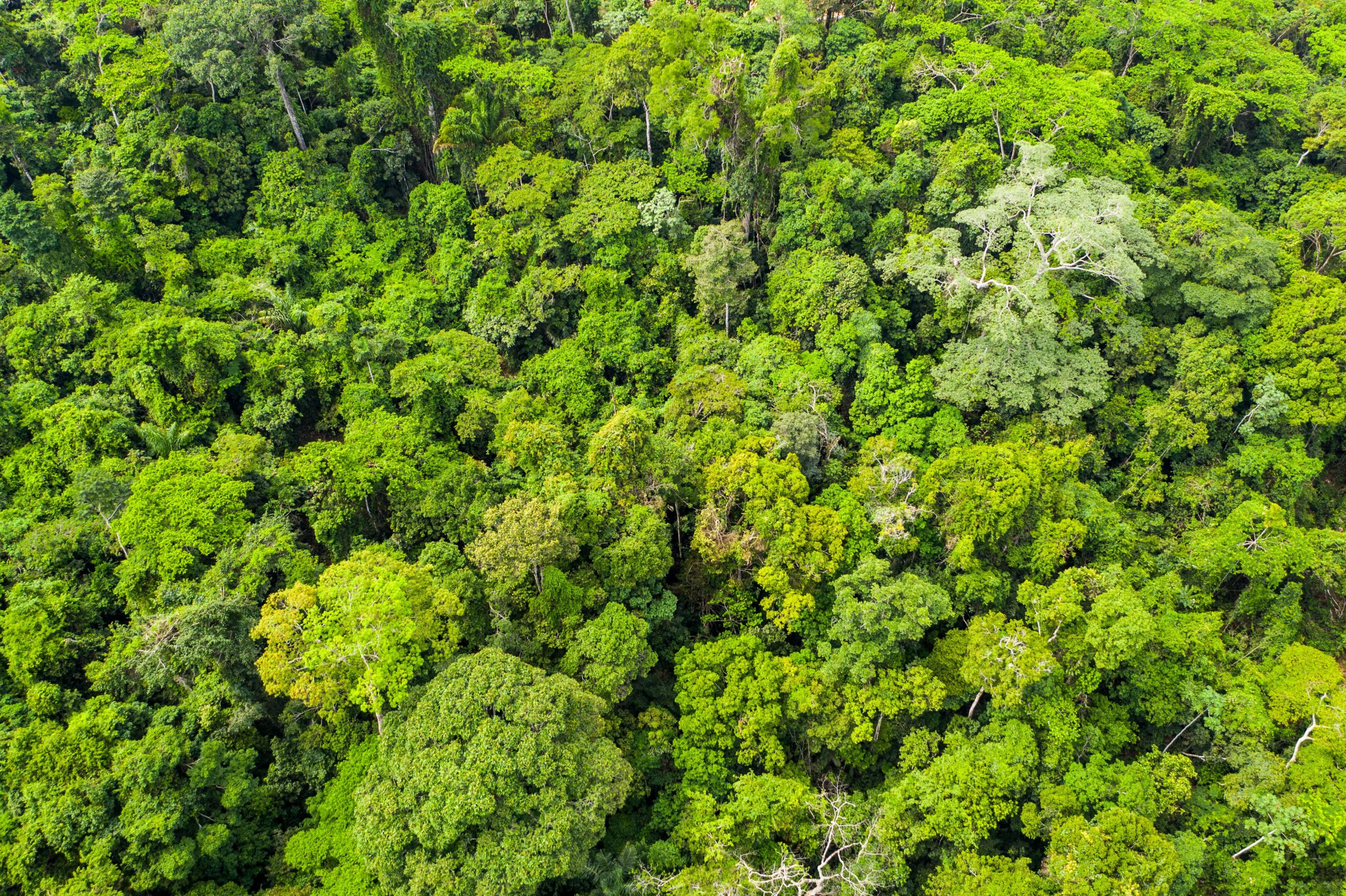 ICMBio e Vale renovam convênio para proteção da floresta Amazônica em Carajás