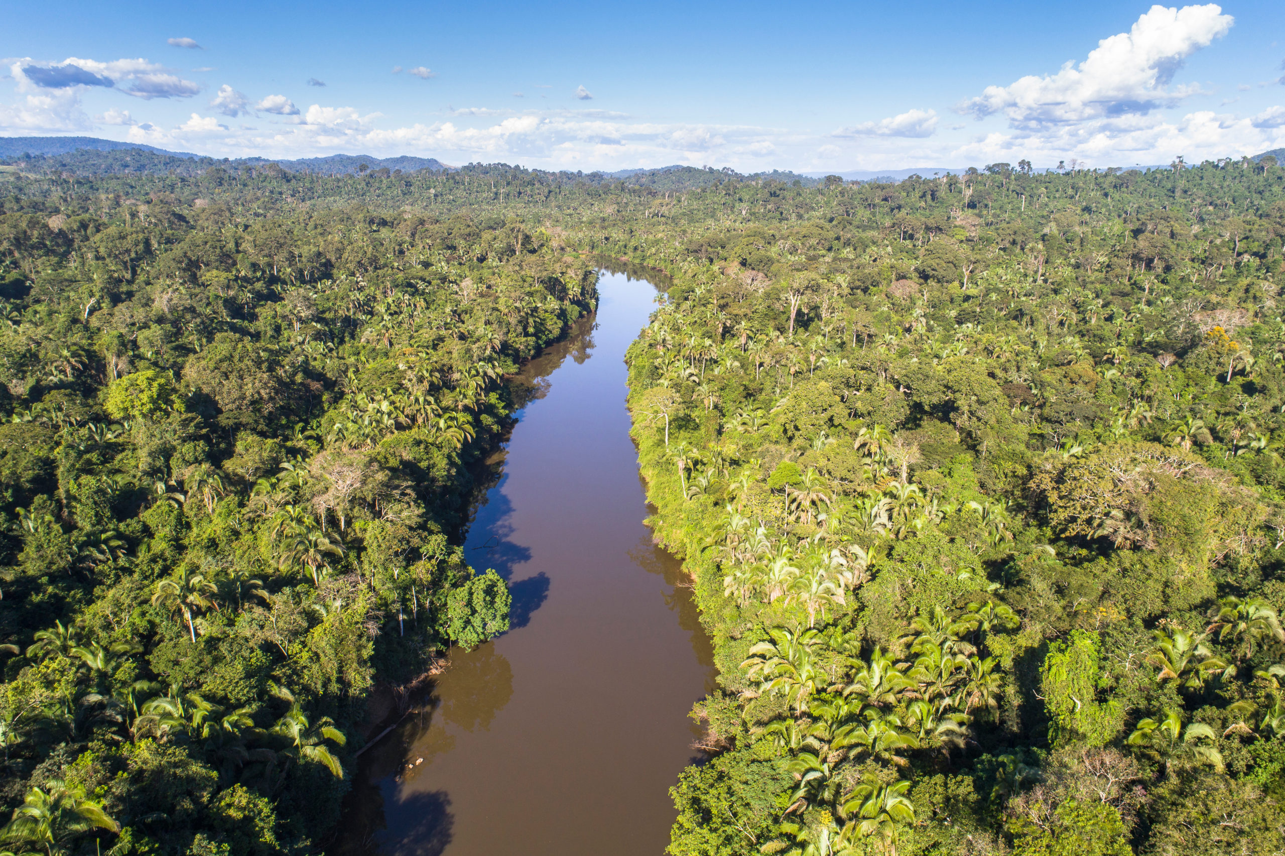 Inteligência Artificial na proteção da Amazônia