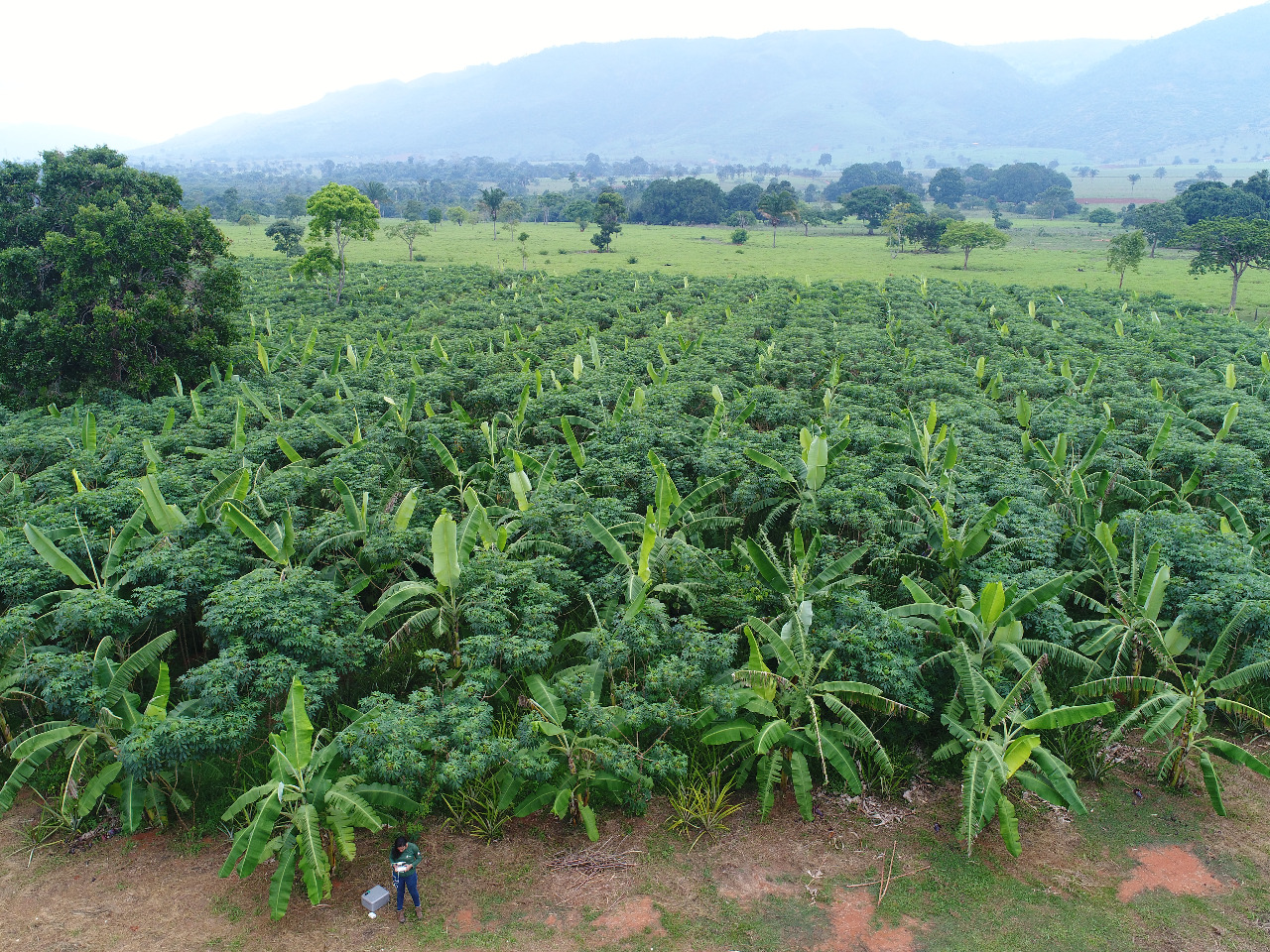 Vale vai proteger e recuperar mais 500 mil hectares de florestas até 2030