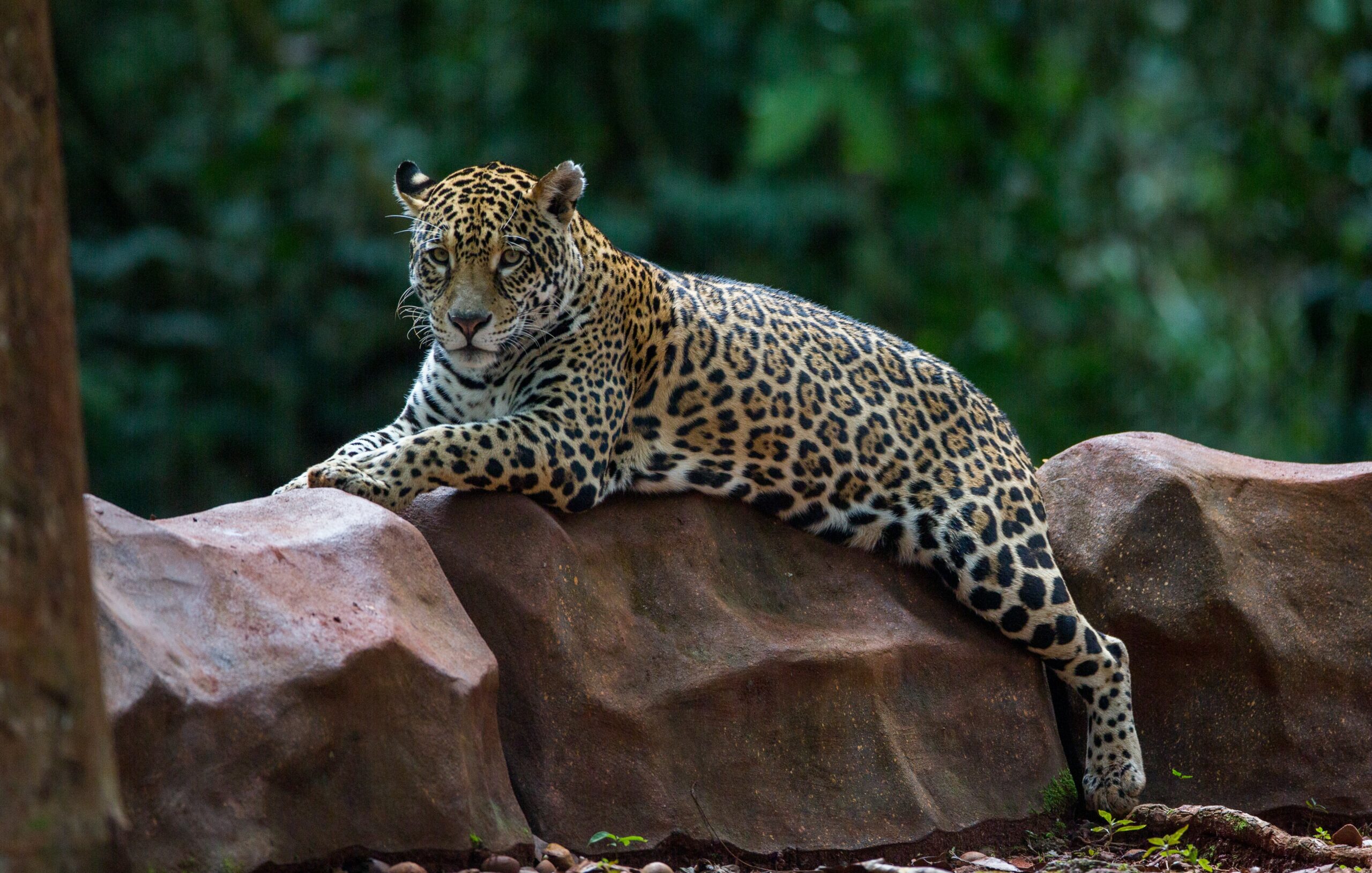 Parque Zoobotânico Vale estará fechado na sexta (15)