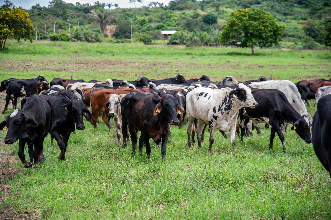 Prefeitura irá sortear 80 novilhas para produtores do Projeto Leite a Pasto