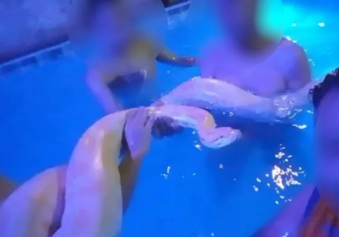 Vídeo mostra cobra píton albina dentro de piscina durante festa; assista
