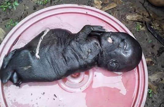 Filhote de porco nasce com aparência de criança no Maranhão