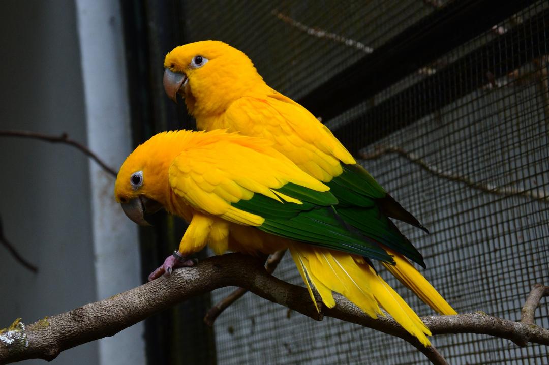 Bioparque Vale Amazônia estará fechado para visitação pública por conta da realização do segundo turno das eleições