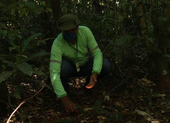 Amazônia: Vale adquire sementes de cooperativista de Carajás e recupera áreas