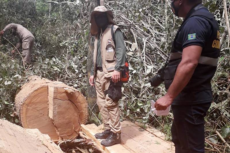 Operação Amazônia Viva põe fim a desmate em área de Novo Progresso