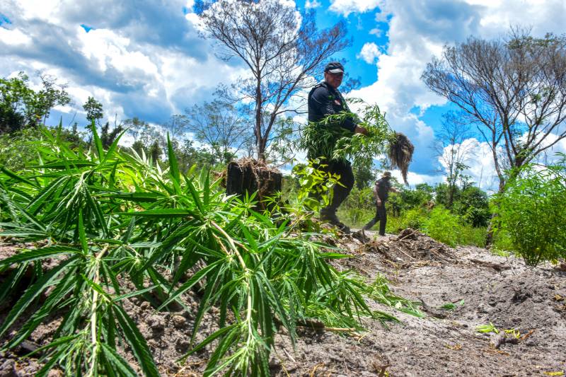 Polícia Civil destrói mais de 200 t de maconha durante operação Colheita Maldita II