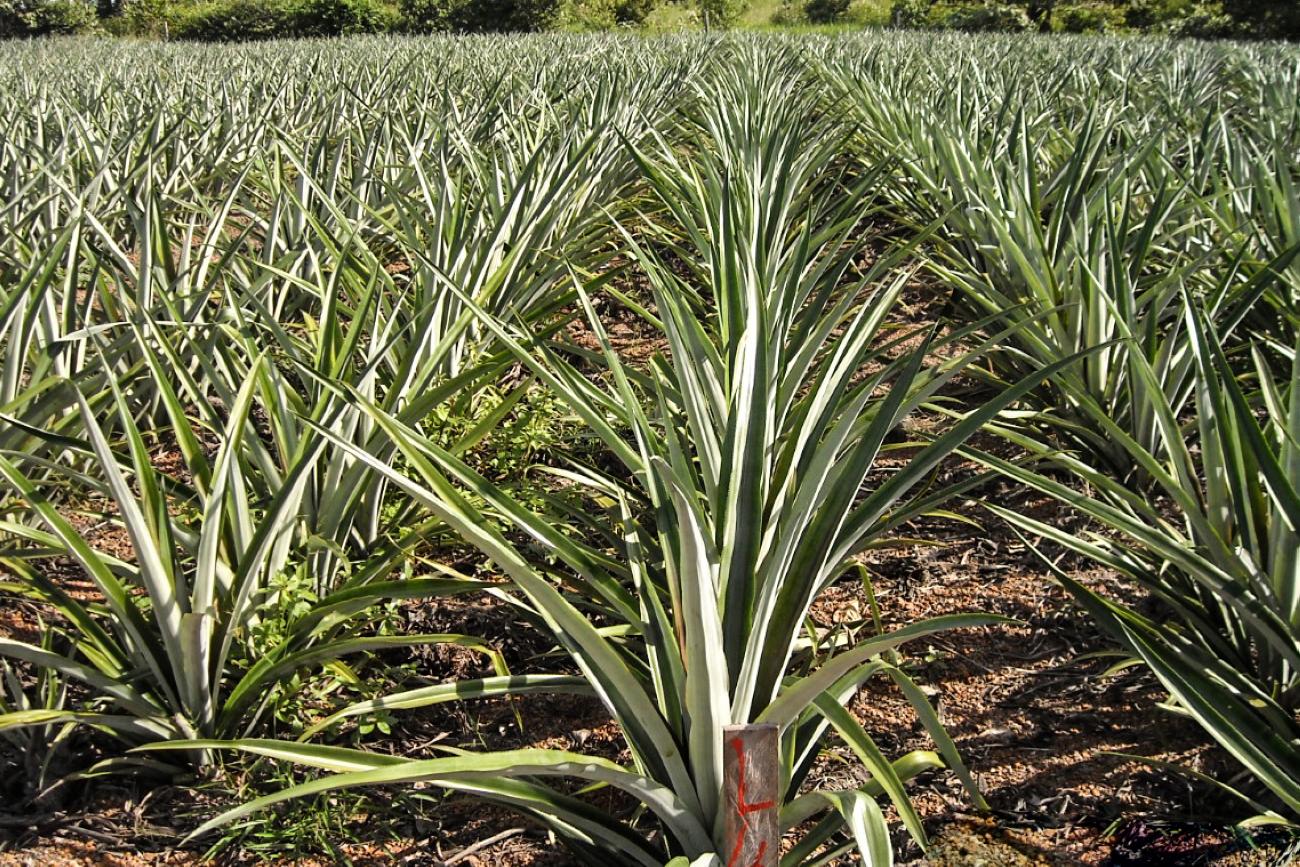Governo do Estado investe em ações de beneficiamento da produção do abacaxi no Pará