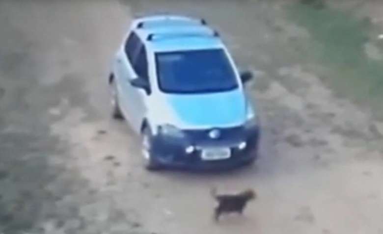 Vídeo: homem observa cachorra para depois atropelar o animal propositalmente em Curionópolis