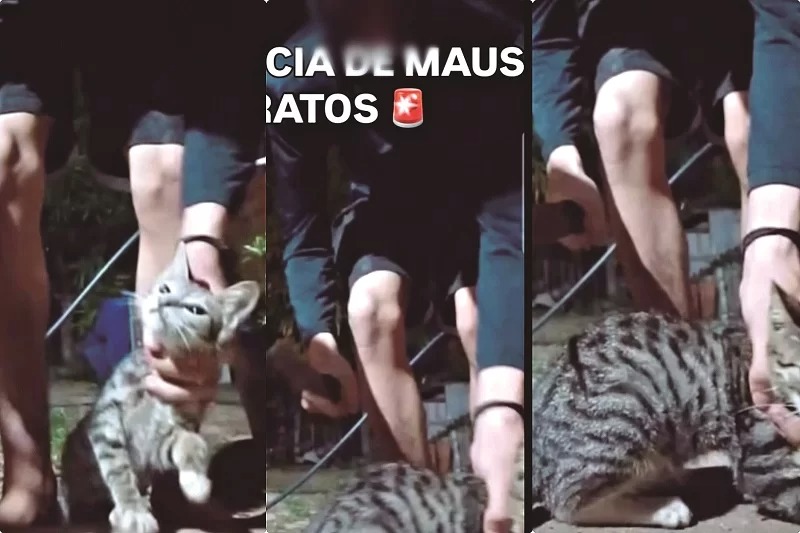 Polícia Civil investiga adolescente por maus-tratos e morte de gatos em Marabá