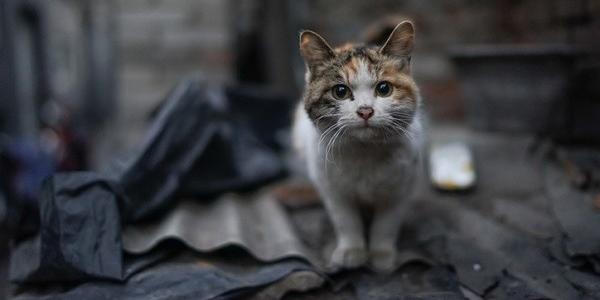Adolescente investigado por matar gatos tem internação provisória decretada em Marabá